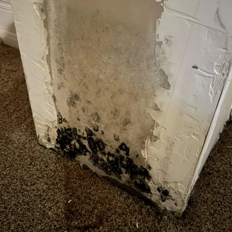 Professional Mold Removal in Waverly, NY